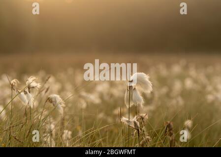 Cottongrass su una mattina appannato sole i.. Srumpshaw Fen RSPB, giugno 2018 Foto Stock