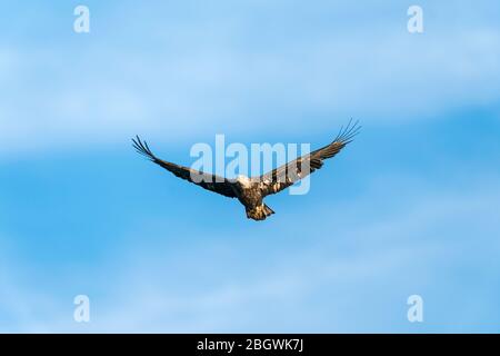 Aquila calva che vola dritto con il cielo blu nel sfondo Foto Stock