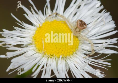 Granchio Spider, Mecaphesa sp., in agguato su Fleabane, Erigeron sp. Foto Stock