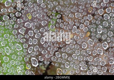 Imbuto Web Spider, Famiglia Agelenidae, rete con gocce di pioggia Foto Stock