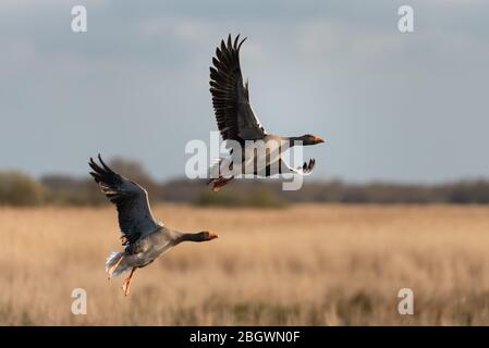 Due oche Greylag che decollano sopra i letti di oredbeds ii. Hickling Broad NWT, aprile 2019 Foto Stock