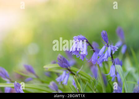 Bluebells che cresce in verga soleggiata. Aprile 2020 Foto Stock