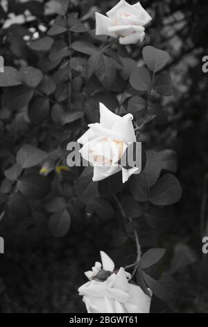 Tre fiori di rosa bianchi, disposti verticalmente nella cornice. Sfondo grigio retrò Foto Stock