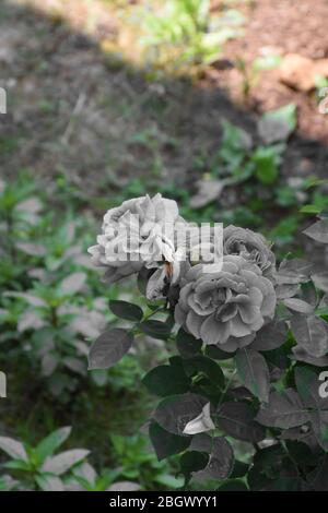 L'aspetto astratto dei fiori grigi e delle foglie di rosa su uno sfondo di suolo verde-marrone Foto Stock
