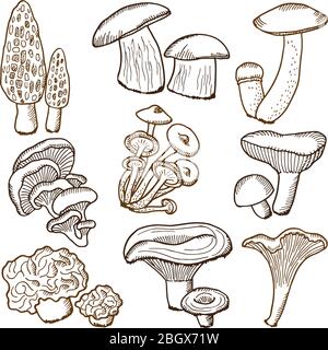 Funghi di foresta in stile disegnato a mano. Illustrazioni vettoriali. Raccolta di funghi disegnati a mano, ingrediente fungo Illustrazione Vettoriale