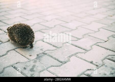 Foglie di hedgehog sulle piastrelle di pavimentazione Foto Stock