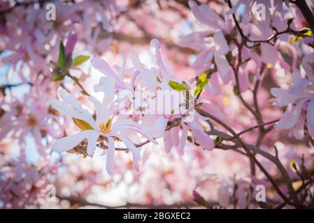 Primo piano di loebner magnolia rosa fiorente in primavera Foto Stock