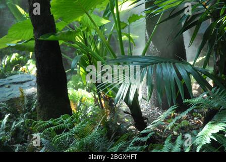 Misty Fern Gully, Roma Street Parkland, Brisbane, Queensland, Australia. Foto Stock