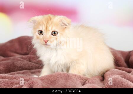 Carino piccolo gattino scozzese su plaid Foto Stock