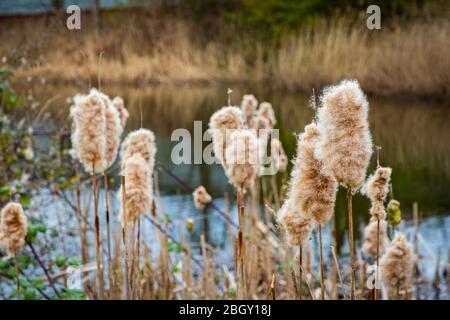 Comune bullrush lungo il lato del canale di St Helens, Sankey Valley Park, Warrington, Cheshire Foto Stock