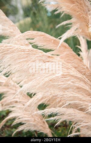 Pampas piante di erba che crescono in un giardino. Erbe botaniche essiccate wispy e piume. Foto Stock