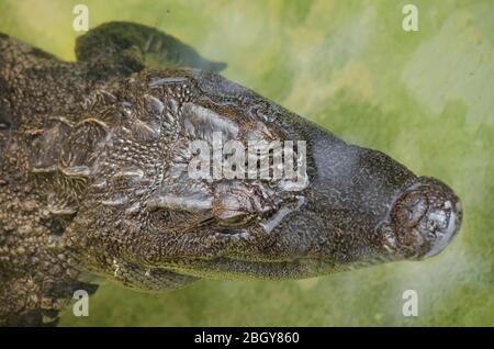 I coccodrilli sono grandi rettili acquatici che vivono in tutti i tropici. Ordine Crocodilia, che comprende Tomistoma , gli alligatori e caimani, il g Foto Stock