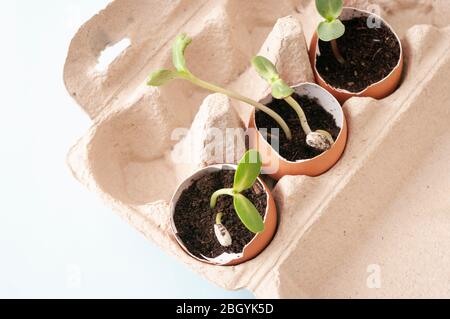 Piccole piante da balcone in crescita, germogli in gusci d'uovo in scatola, zero rifiuti, salvare la natura. Foto Stock