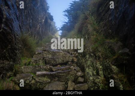 Città del Capo, Capo Occidentale, Sud Africa è un sogno per escursionisti e outdoorsman con accesso ai sentieri attraverso i fynbos nel Table Mountain National Park. Foto Stock
