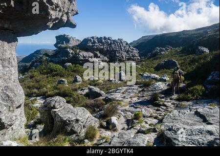 Città del Capo, Capo Occidentale, Sud Africa è un sogno per escursionisti e outdoorsman con accesso ai sentieri attraverso i fynbos nel Table Mountain National Park. Foto Stock