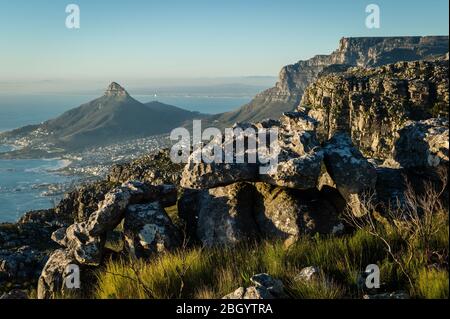 Città del Capo, Capo Occidentale, Sud Africa è un sogno per escursionisti e outdoorsman con accesso ai sentieri attraverso i fynbos nel Table Mountain National Park. Foto Stock