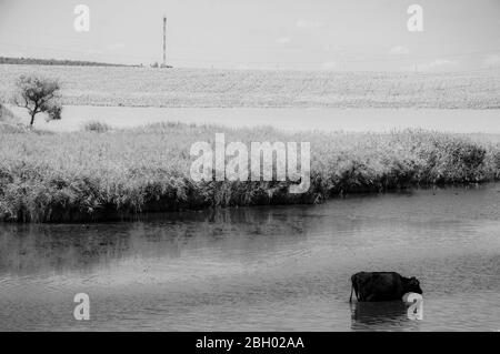 Foto in bianco e nero del pittoresco paesaggio del lago e della mucca nera bere acqua da stagno coltivato da canne fresche. Vista minima dell'acqua increspata Foto Stock