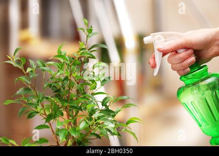 Mano maschile spruzzando fiori su sfondo chiaro sfocato Foto Stock