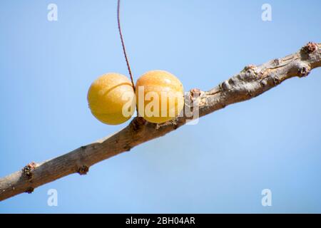 Indian gooseberry, Phyllanthus emblica, chiamato anche LRD. Un ingrediente essenziale della tradizionale indiano farmaci ayurvedici Foto Stock