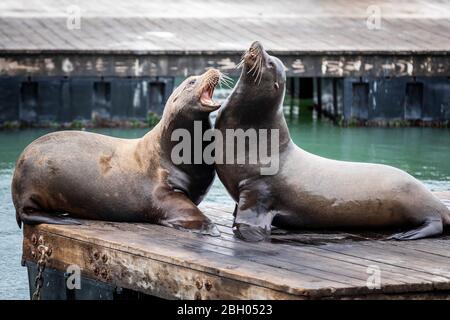 Primo piano di una famiglia di leoni marini in piedi su un molo galleggiante e facendo un pisolino vicino insieme Foto Stock