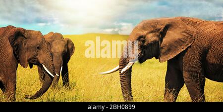 Elefanti africani adulti (Loxodonta africana) che pascolano nella savana africana. Paesaggio di Africa.Wide immagine Foto Stock