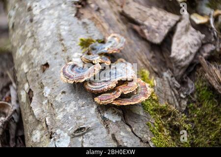 Funghi su un tronco in una foresta di muschio. Polipore o staffa fumosa, specie di fungo, patogeno vegetale che causa marciume bianco negli alberi vivi Foto Stock