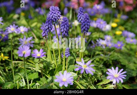 Giacinti di uva (Muscari armeniacum) con anemone blanda in fiore in un giardino. Foto Stock