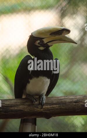 hornbill è vivo la gabbia in modo che non è felice, avrebbe liberato Foto Stock