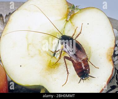 Scarafaggio orientale (Blatta orientalis), una specie di peste per adulti e per la salute pubblica su una mela Foto Stock