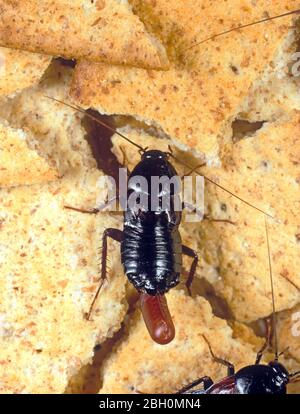 Scarafaggio orientale (Blatta orientalis) gravida femmina con ootheca salute pubblica e la peste domestica sul cibo Foto Stock
