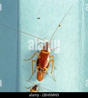 Cockroach a fascia marrone (Supella longipalpa) femmina adulta gravida con ootheca, peste domestica Foto Stock