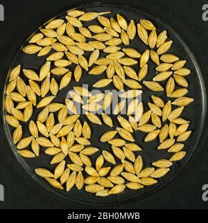 Processo di produzione di sementi di malto per la produzione di malto stadio 1. Seme di orzo prima della germinazione Foto Stock