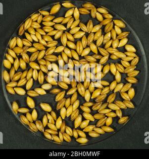 Processo di produzione di sementi di malto per la produzione di malto fase 2. Inizio della germinazione - pianto Foto Stock