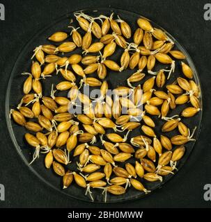 Processo di produzione di sementi di malto per la produzione di malto stadio 4. Orzo seme che vaiola presto e germinando Foto Stock