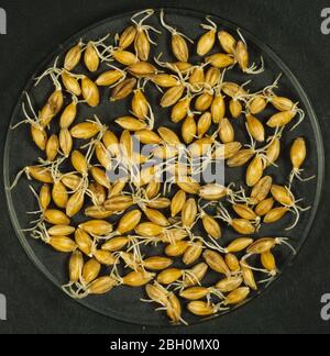 Processo di produzione di sementi di malto per la produzione di malto stadio 5. Seme di orzo che comincia a chit e germinate Foto Stock