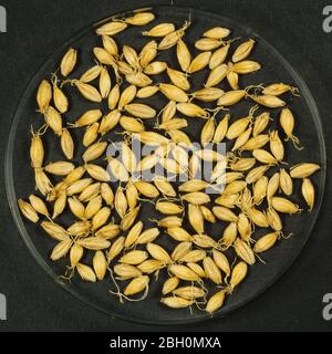 Processo di produzione di sementi di malto per la produzione di malto stadio 7. Seme di orzo essiccato dopo la lavorazione a forno Foto Stock