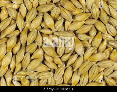 Processo di produzione di sementi di malto per la produzione di malto stadio 1. Seme di orzo prima della germinazione Foto Stock