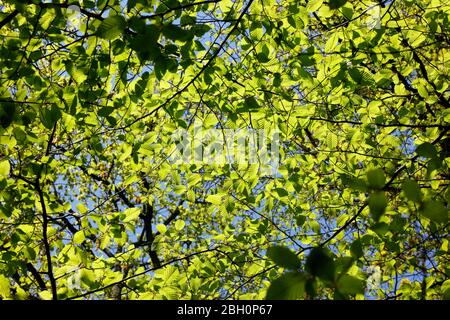 Partenza primavera a Highgate Woods, Highgate, Londra, Regno Unito Foto Stock