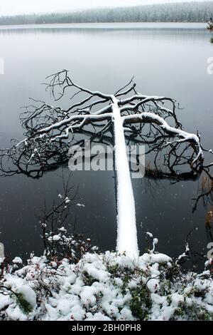 Neve coperta caduto serpente su sereno Lago Keski-Peurajärvi in finlandese Lapponia Foto Stock