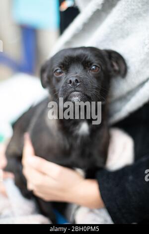 Piccolo cane (cucciolo) nelle mani in estate Foto Stock