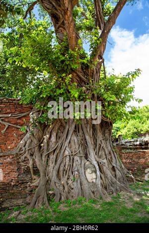 Radici dell'albero di Bodhi con testa di Buddha a Wat Mahathat, nel parco storico di Ayutthaya, Thailandia Foto Stock