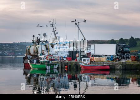 Kinsale, Cork, Irlanda. 23 aprile 2020. L'equipaggio della sciabica Breizh Arvor II scarica le catture di nasello e di mordente su un autocarro sul molo di Kinsale, Co. Cork, dove sarà esportato in Spagna. Dallo scoppio della pandemia di Covid-19, l'industria della pesca ha visto un calo della domanda del 60% a causa del blocco che ha portato alla chiusura di ristoranti e alberghi. - credito; David Creedon / Alamy Live News Foto Stock