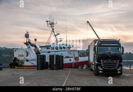 Kinsale, Cork, Irlanda. 23 aprile 2020. L'equipaggio della sciabica Breizh Arvor II scarica le catture di nasello e di mordente su un autocarro sul molo di Kinsale, Co. Cork, dove sarà esportato in Spagna. Dallo scoppio della pandemia di Covid-19, l'industria della pesca ha visto un calo della domanda del 60% a causa del blocco che ha portato alla chiusura di ristoranti e alberghi. - credito; David Creedon / Alamy Live News Foto Stock