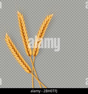 Mazzo di spighe di grano, secchi interi grani realistic illustrazione telaio isolato su sfondo trasparente. Modello di oggetti da forno. Corona di grano Illustrazione Vettoriale
