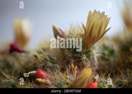 Vista ravvicinata dei fiori di cactus del capezzolo del Texas. Pincuscino cactus Mammillaria fiore e pianta. Cactus Ladyfinger. Foto Stock