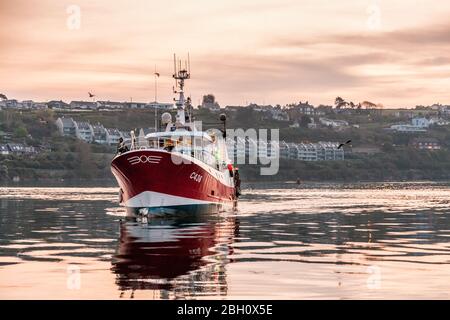 Kinsale, Cork, Irlanda. 23 aprile 2020. Trawler Breizh Arvor II arriva a Kinsale, Co. Cork all'alba dal Mar Celtico con una cattura di nasello e di Whiting che sarà esportato in Spagna. Dallo scoppio della pandemia di Covid-19, l'industria della pesca ha visto un calo della domanda del 60% a causa del blocco che ha portato alla chiusura di ristoranti e alberghi. - credito; David Creedon / Alamy Live News Foto Stock