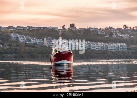 Kinsale, Cork, Irlanda. 23 aprile 2020. Trawler Breizh Arvor II arriva a Kinsale, Co. Cork all'alba dal Mar Celtico con una cattura di nasello e di Whiting che sarà esportato in Spagna. Dallo scoppio della pandemia di Covid-19, l'industria della pesca ha visto un calo della domanda del 60% a causa del blocco che ha portato alla chiusura di ristoranti e alberghi. - credito; David Creedon / Alamy Live News Foto Stock