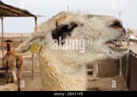 Il lama peruviano è un grande camelide nativo del Sud America. Il lama è una razza domestica. Foto Stock