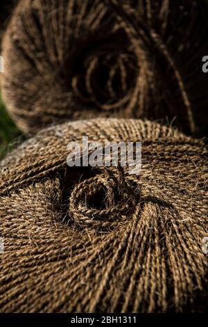 Spago di cocco per il luppolo che strinzing il giardino di luppolo in modo che il luppolo può salire i pini Foto Stock