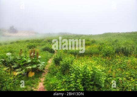 Il sentiero in campo verde con fiori gialli in fitta nebbia. Percorso di terra attraverso campo fiorente Foto Stock